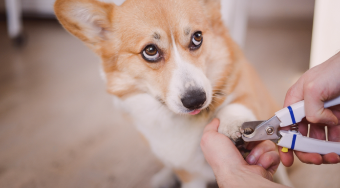 アナタだけじゃない!断固爪切り拒否の犬 犬まとめ,犬,爪切り,嫌がる,嫌い,暴れる,悩み