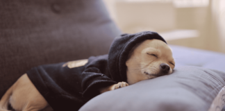 我が家のトイプーたち♡犬のナイトルーティーン 犬まとめ,犬,ナイトルーティーン,トイプー