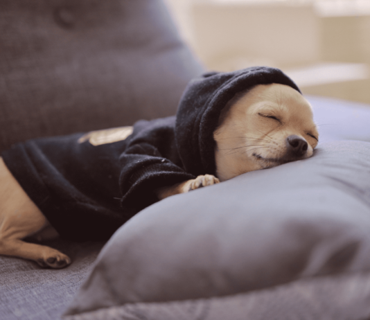 我が家のトイプーたち♡犬のナイトルーティーン 犬まとめ,犬,ナイトルーティーン,トイプー