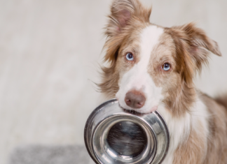 犬の食器について 犬まとめ,犬,犬用食器,素材,形