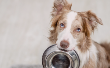犬の食器について 犬まとめ,犬,犬用食器,素材,形